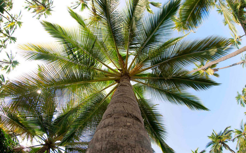 coco-palm-leaves coco-palm-leaves