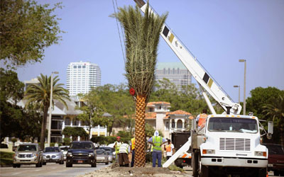date-palm-installation