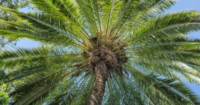 date-palm-leaves date-palm-leaves