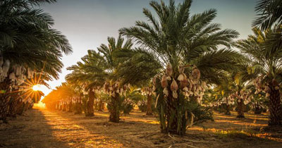 date-palm-leaves date-palm-leaves