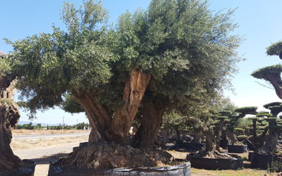 olive-tree olive-tree