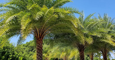 pheonix-palm pheonix-palm