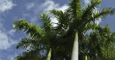 royal-palm royal-palm