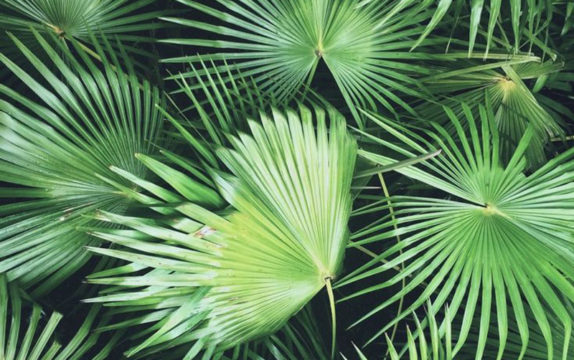 washingtonia-leaves