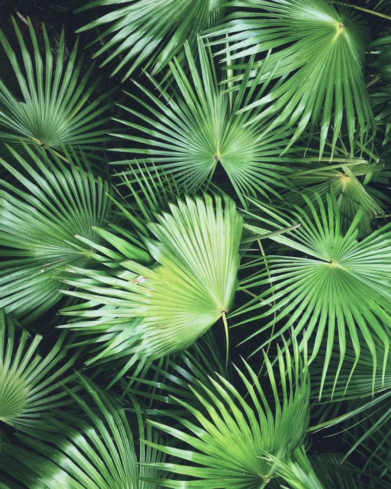 washingtonia-leaves washingtonia-leaves