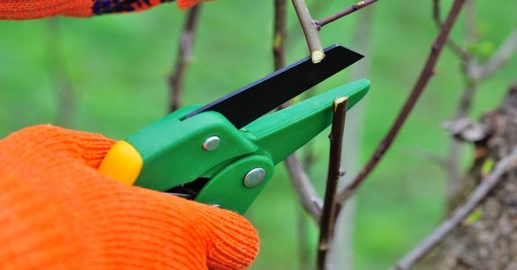 Hands with gloves of gardener doing maintenance work, pruning the tree