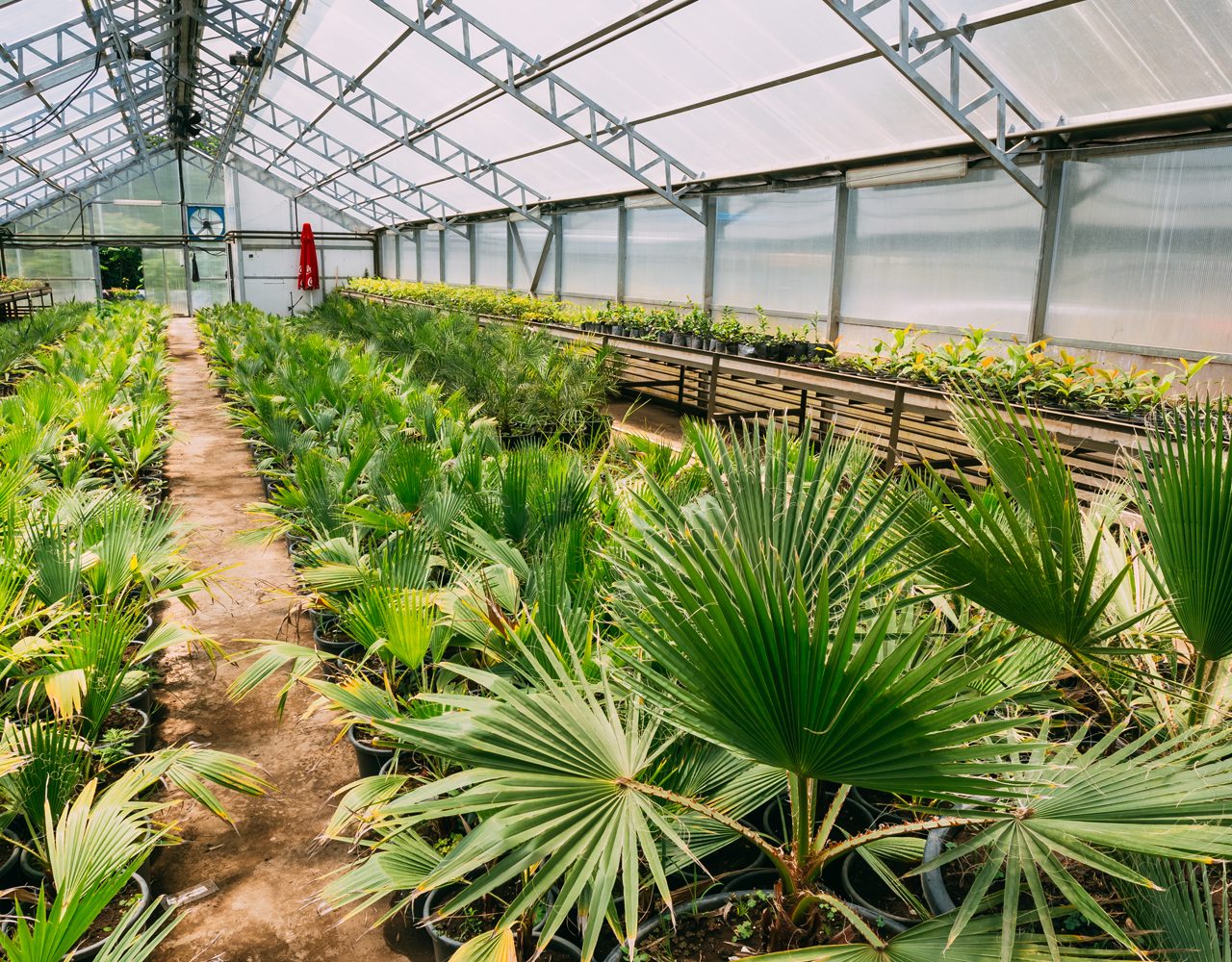 Small Green Sprouts Of Plants Palms Trees Growing From Soil In Pots In Greenhouse Or Hothouse. Spring, Concept Of New Life.