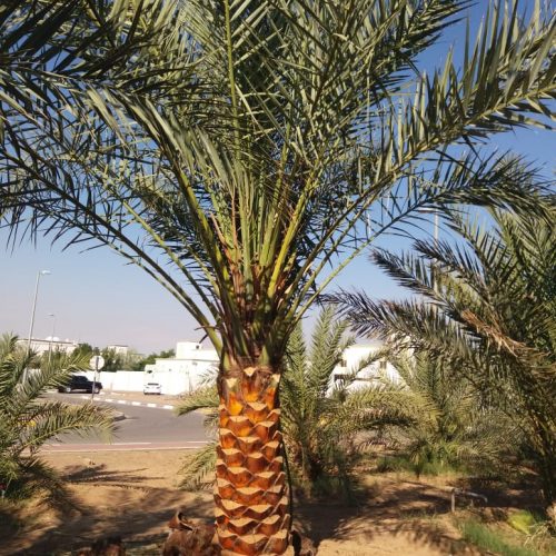 palm tree removal