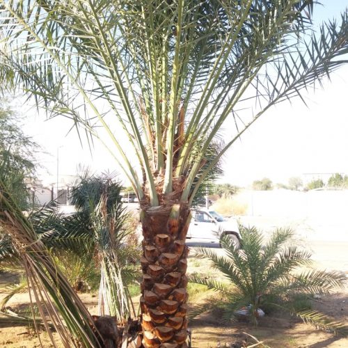 palm tree removal
