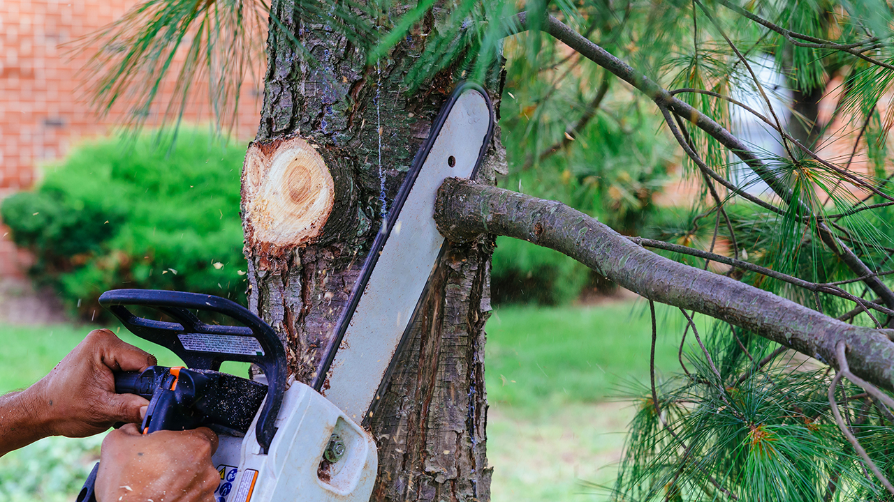 tree removal tree removal